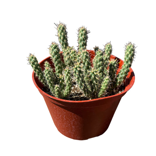 Cylindropuntia 'Mini Cholla'