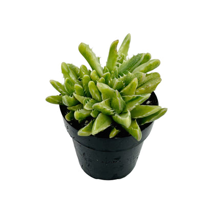 Faucaria tigrina variegata