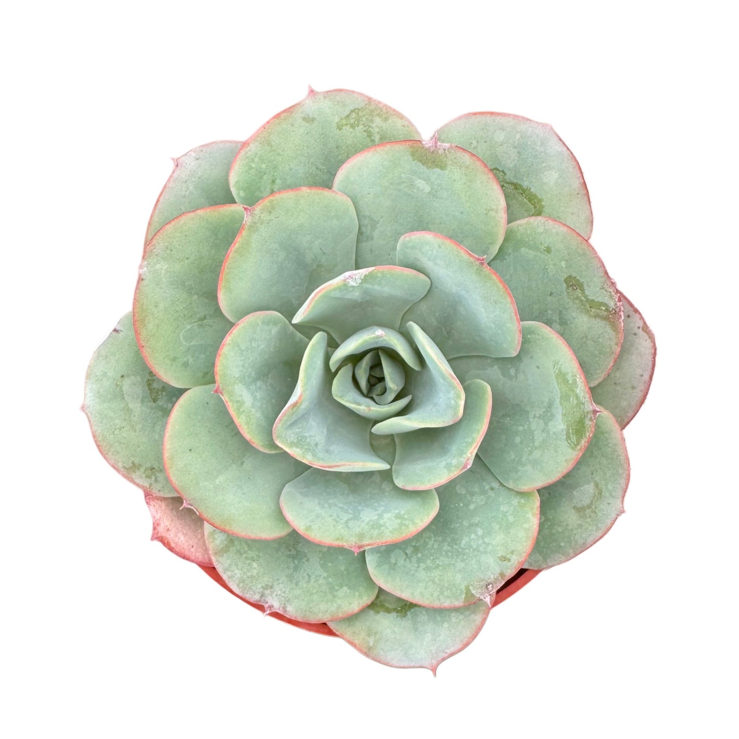 Echeveria Atlantis