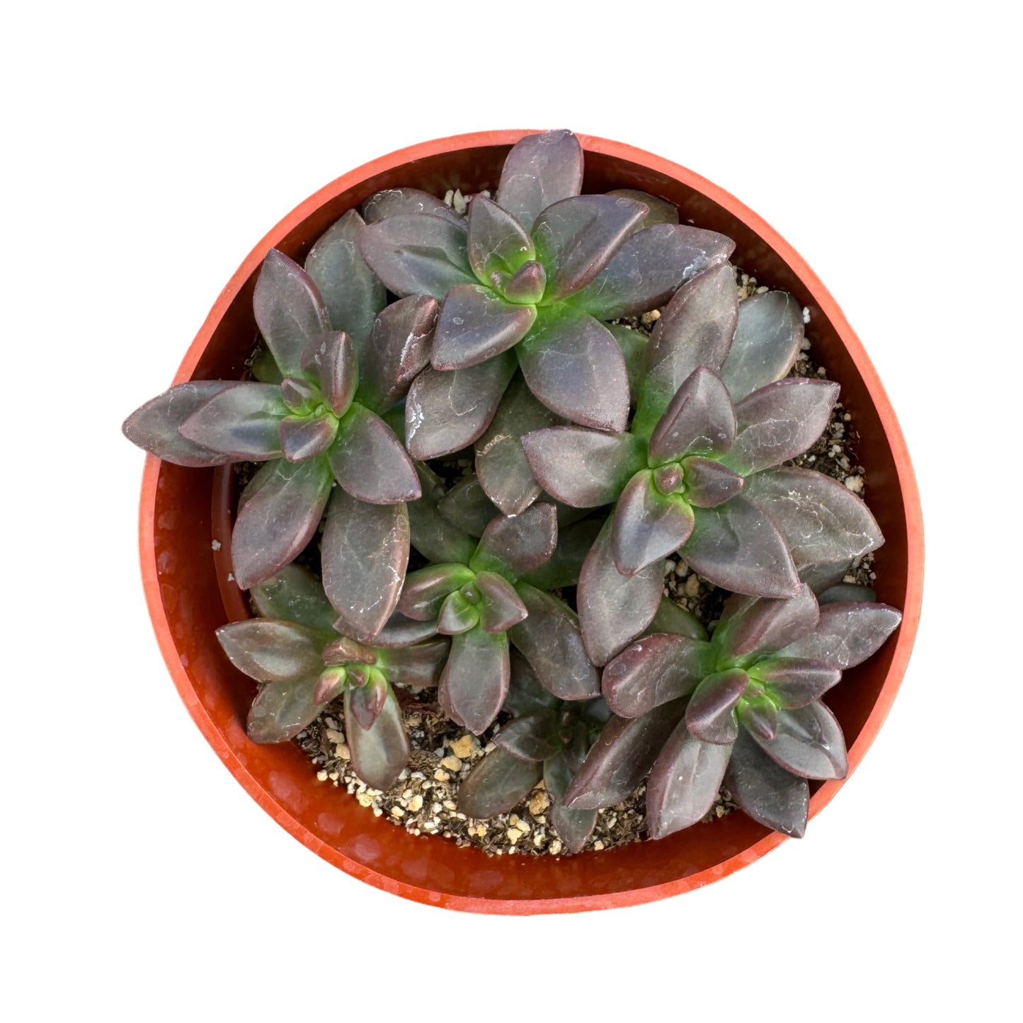 Sedeveria Licorice