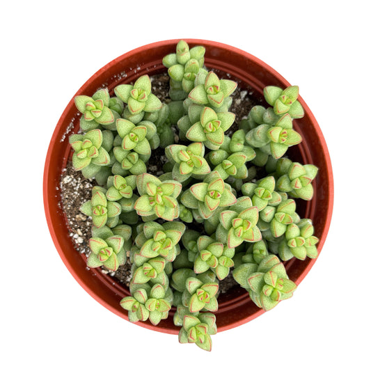 Crassula brevifolia