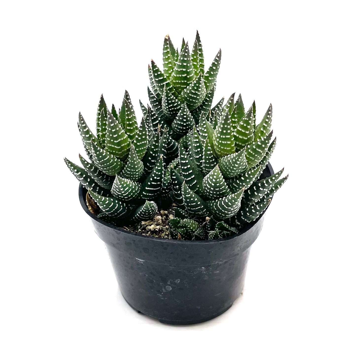 Haworthia coarctata