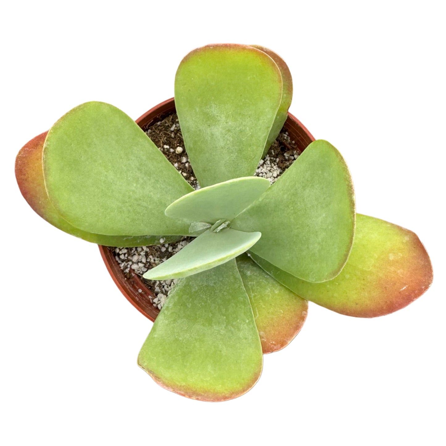 Kalanchoe Luciae | Flapjacks