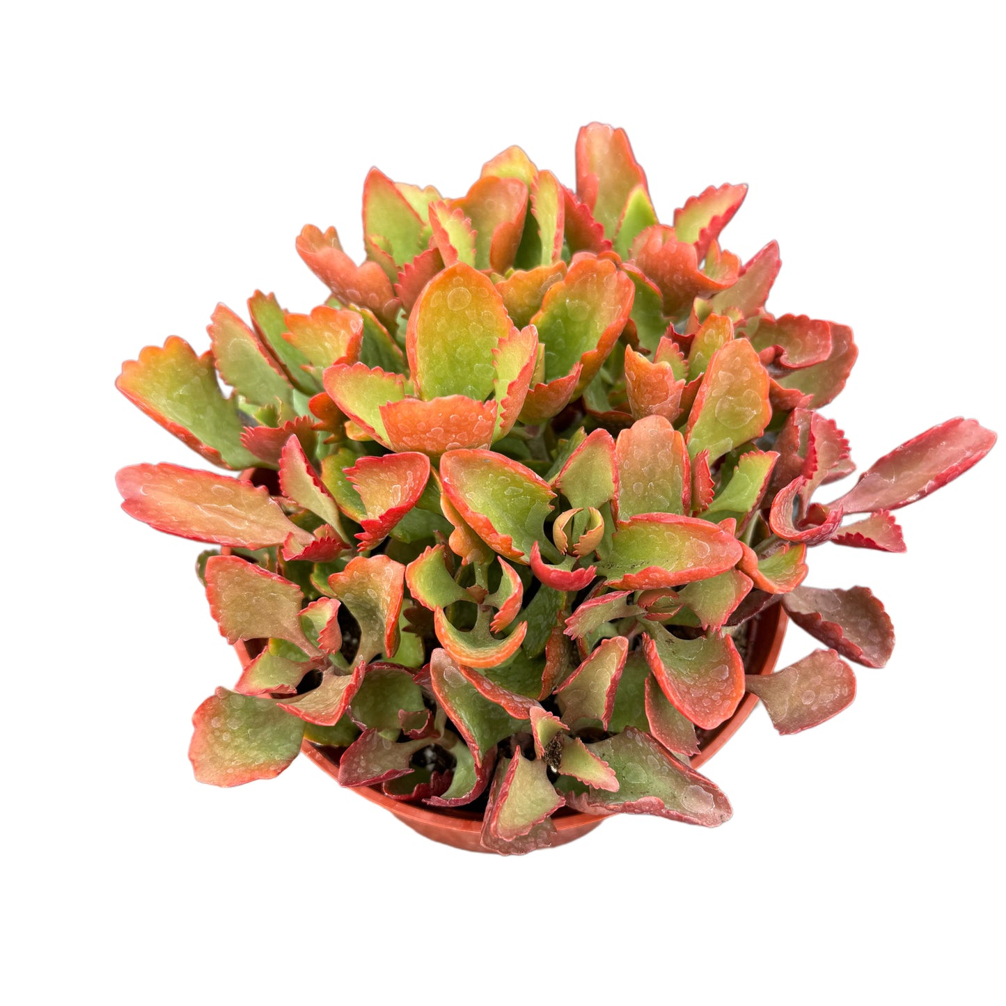 Kalanchoe sexangularis | Six Angled Kalanchoe