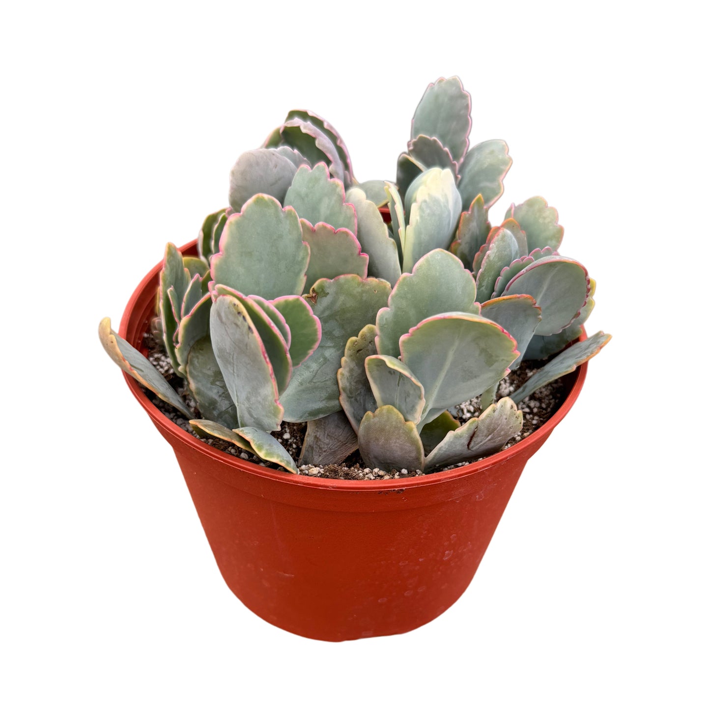 Kalanchoe fedtschenkoi | Lavender scallops