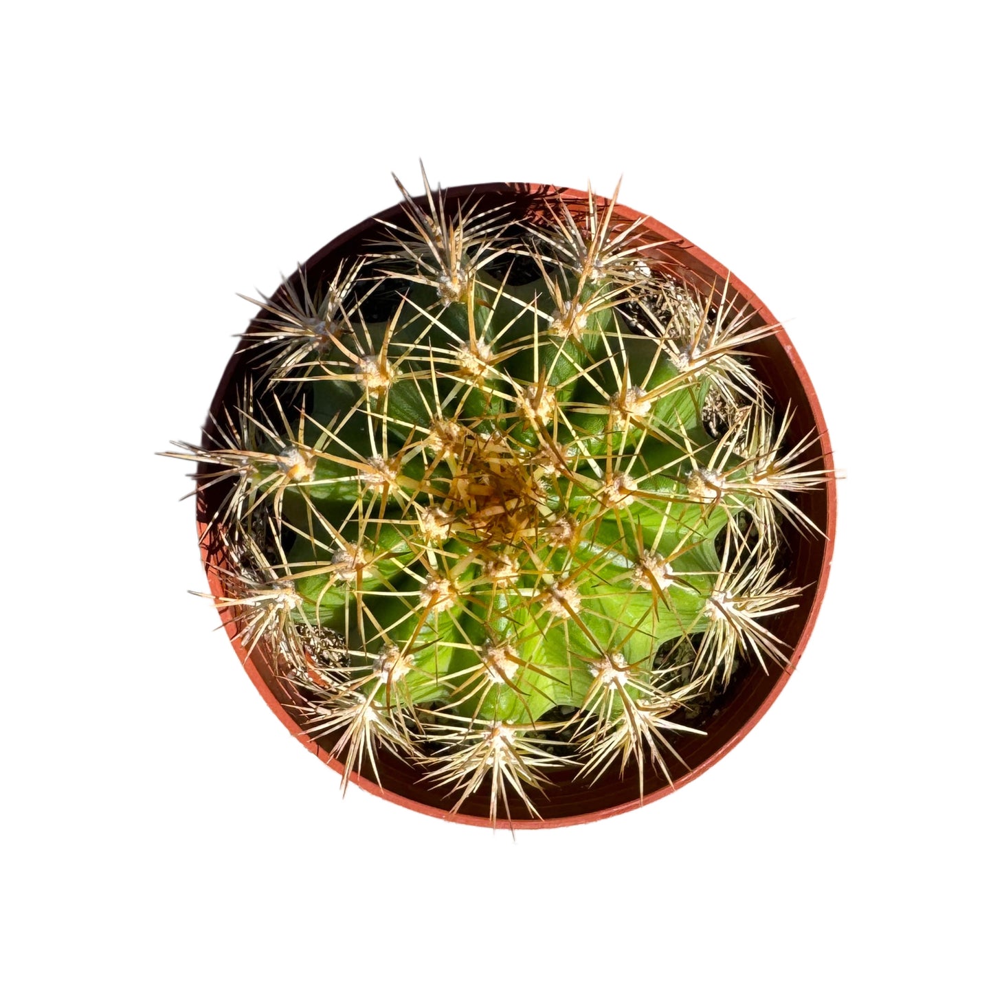 Trichocereus grandifloris | Torch Cactus