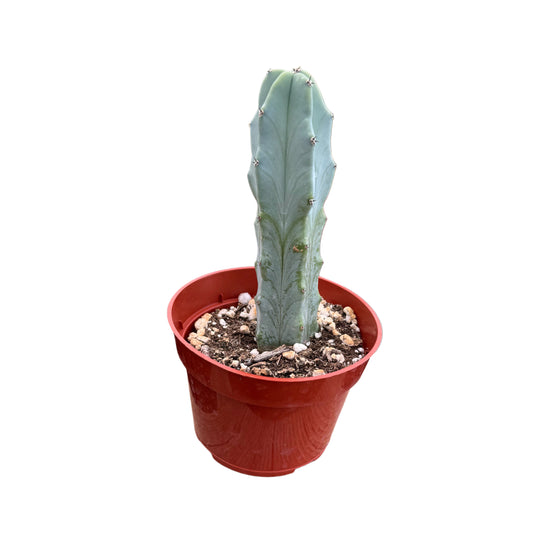 Myrtillocactus geometrizans | Blue Candle Cactus