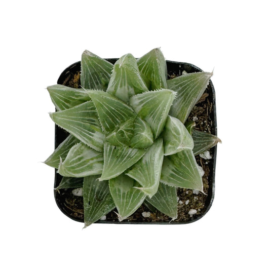 Haworthia Retusa 'White Ghost'