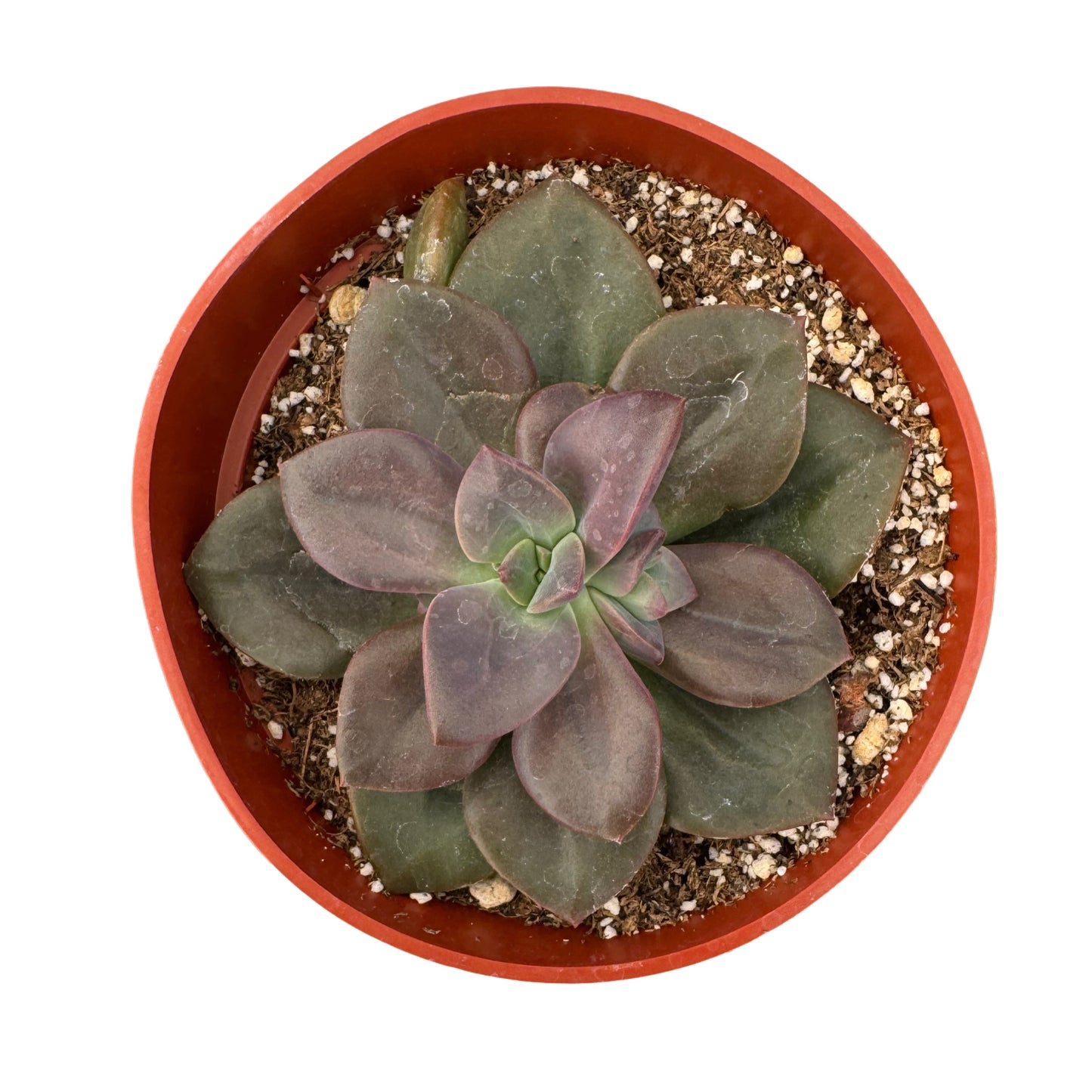 Echeveria Melaco