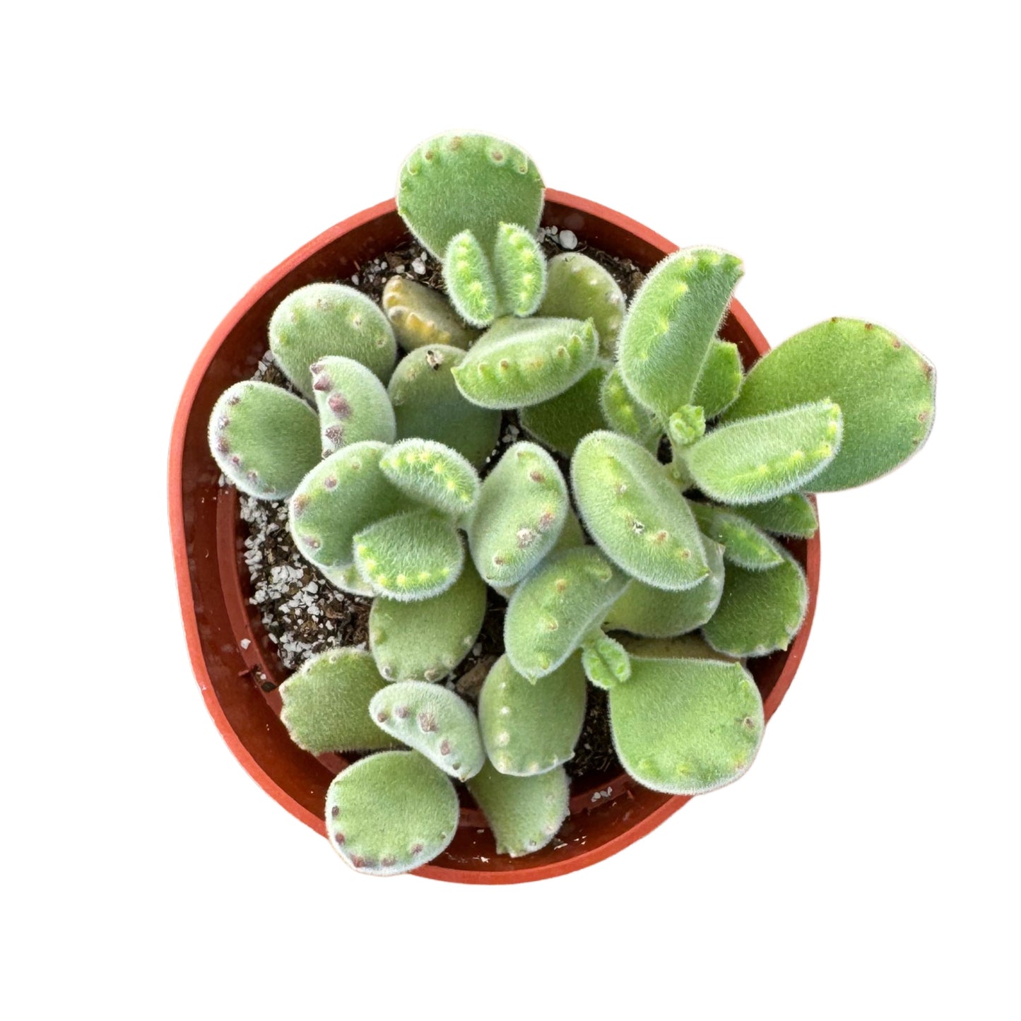 Cotyledon tomentosa | Bear Paw