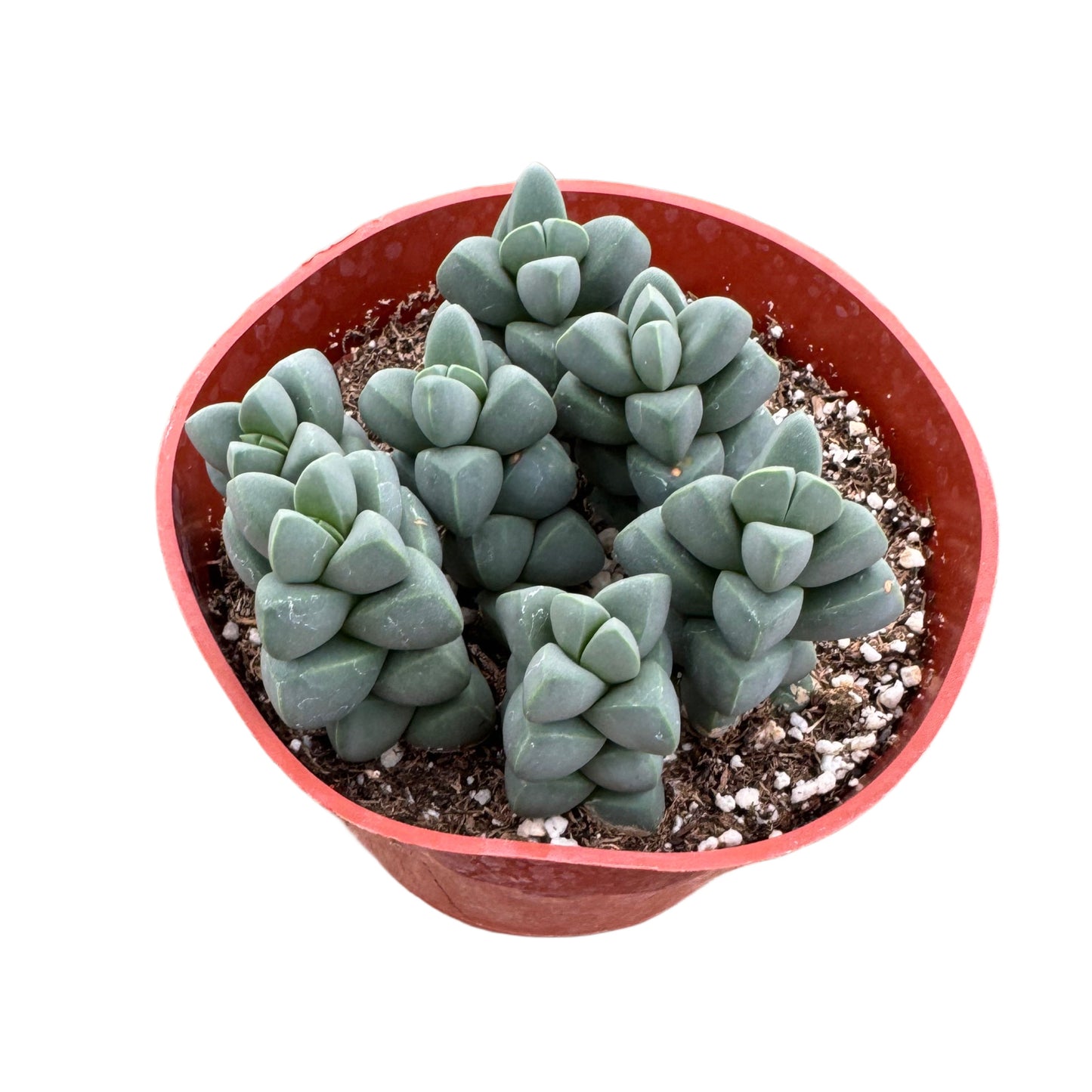 Corpuscularia Lehmannii | Ice plant