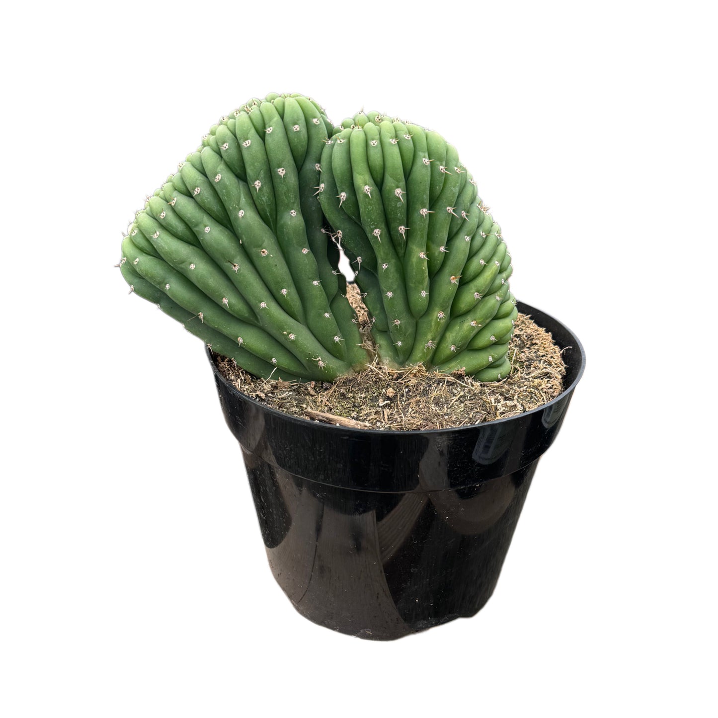 Trichocereus Pachanoi Cristata | Crested San Pedro Cactus