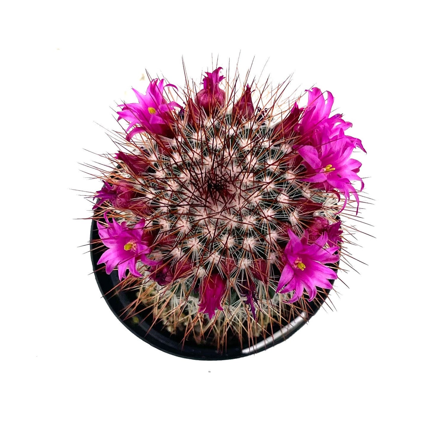 Mammillaria spinosissima | Red-Headed Irishman