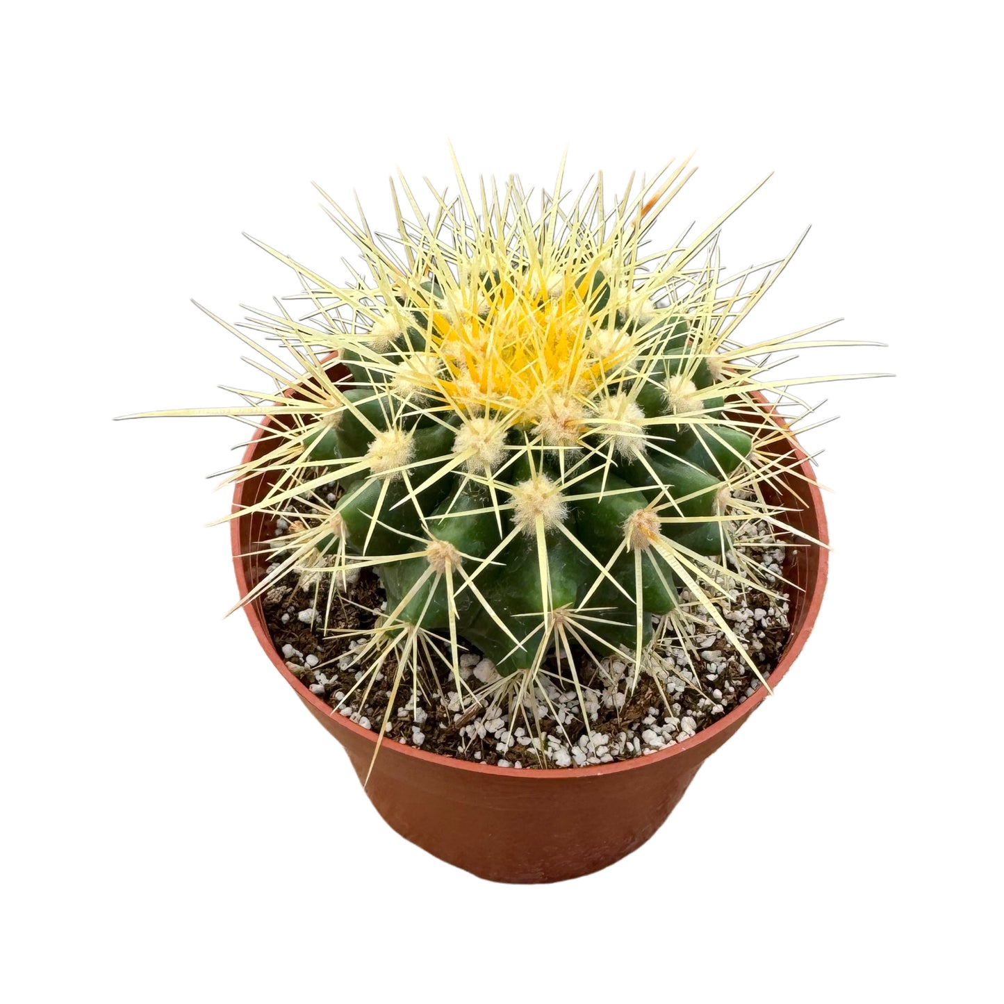 Echinocactus grusonii | Golden Barrel Cactus