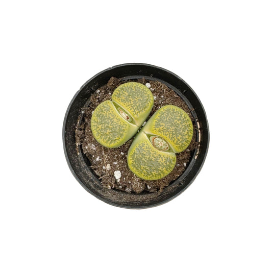 Lithops | Living Stones