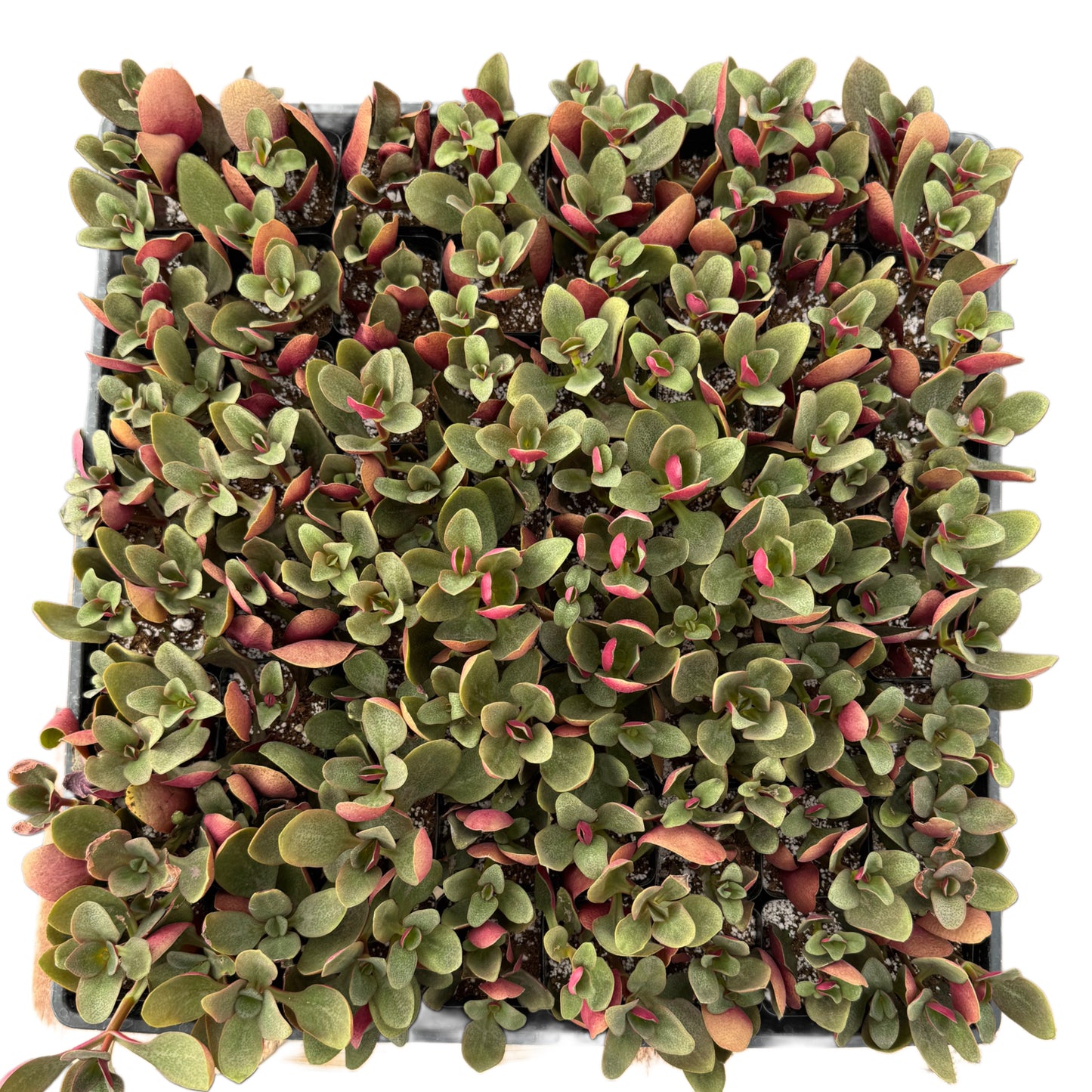 Crassula Multicava | Fairy Crassula