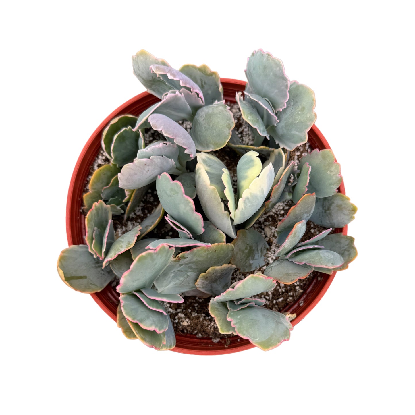 Kalanchoe fedtschenkoi | Lavender scallops