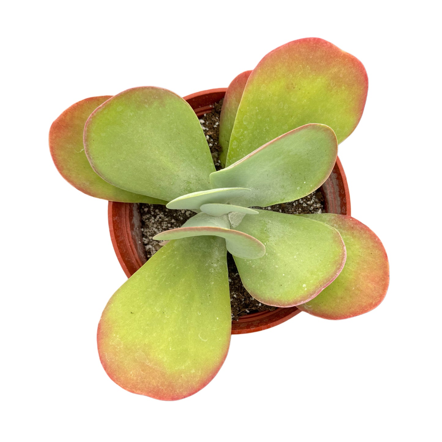 Kalanchoe Luciae | Flapjacks