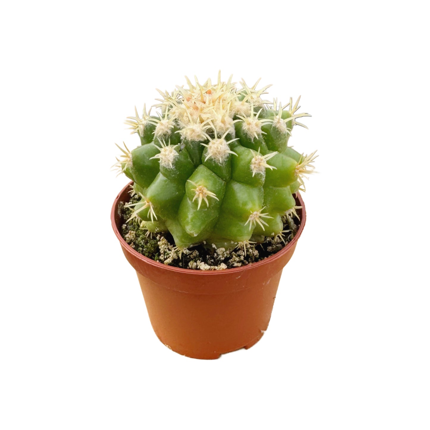 Echinocactus grusonii brevispina | Golden Barrel Cactus (Short Spine)