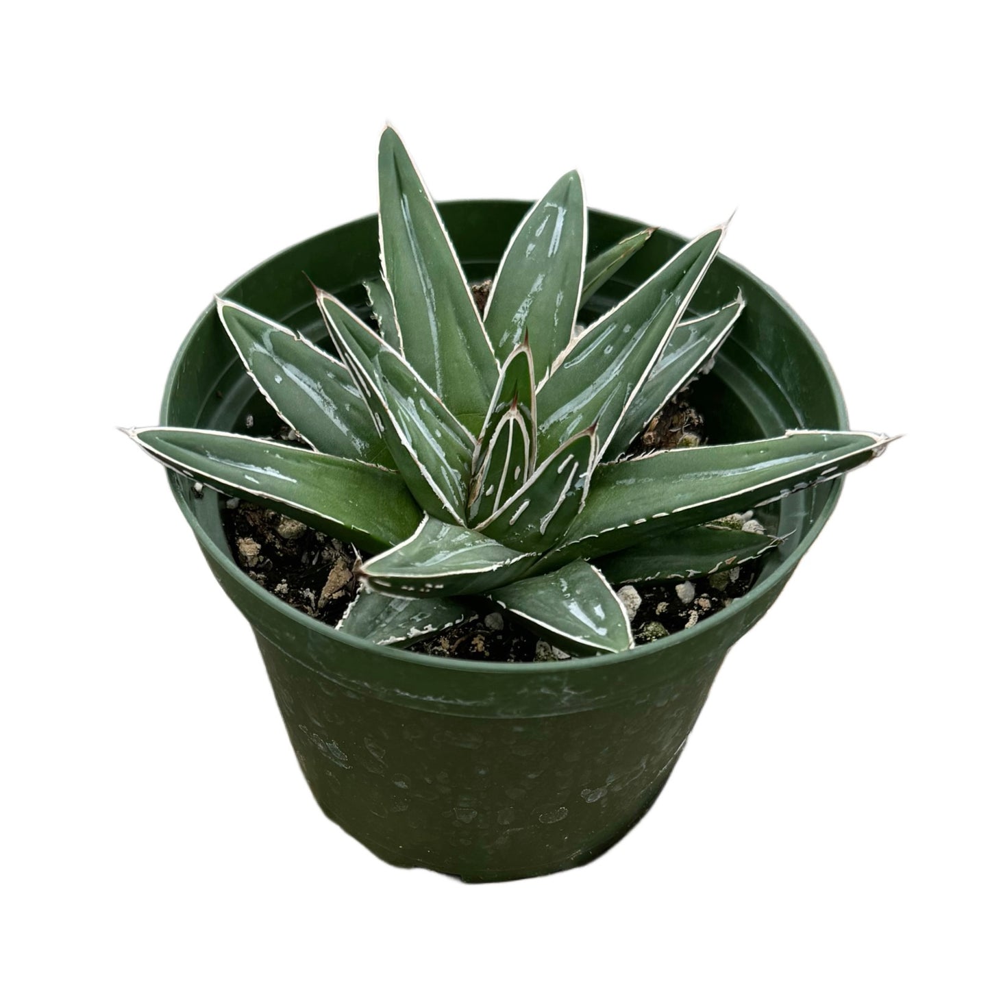 Agave victoriae-reginae | Queen Victoria Agave