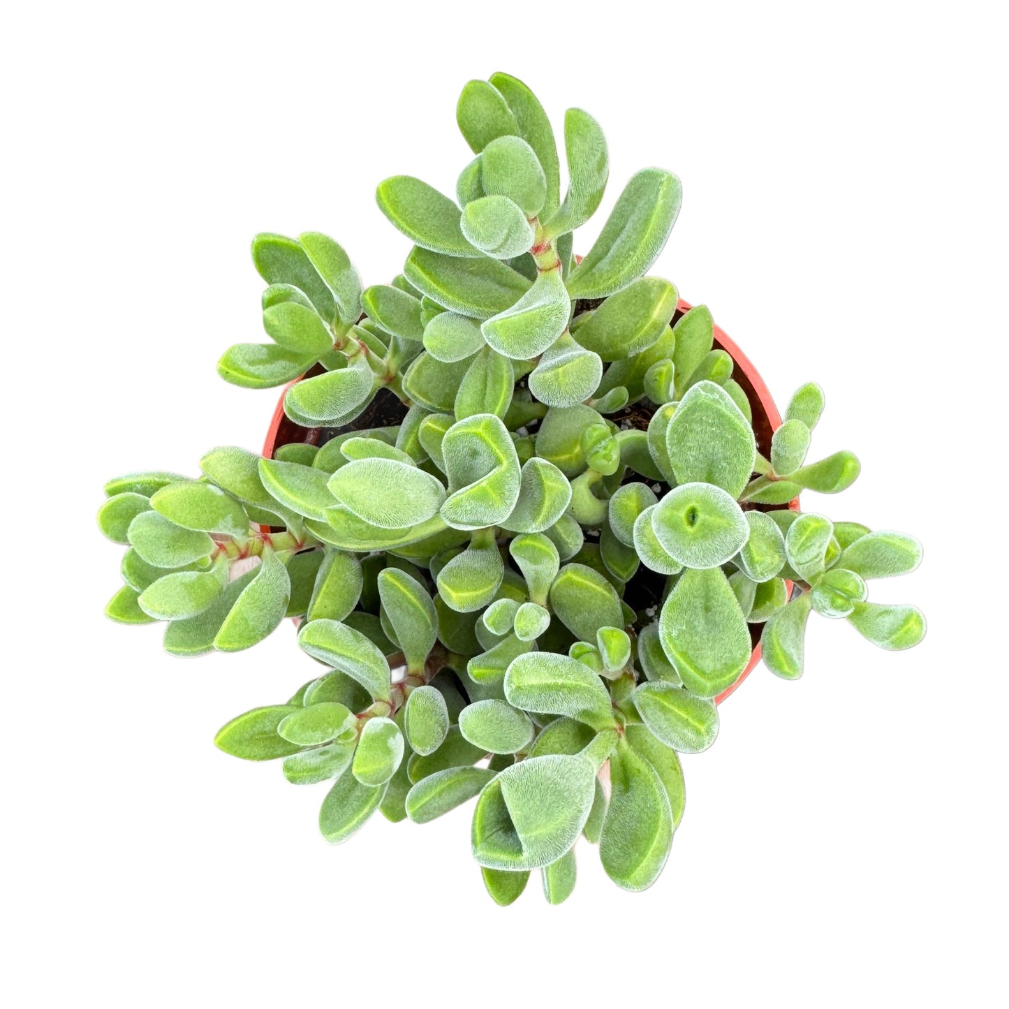 Crassula Congesta | Green Beans