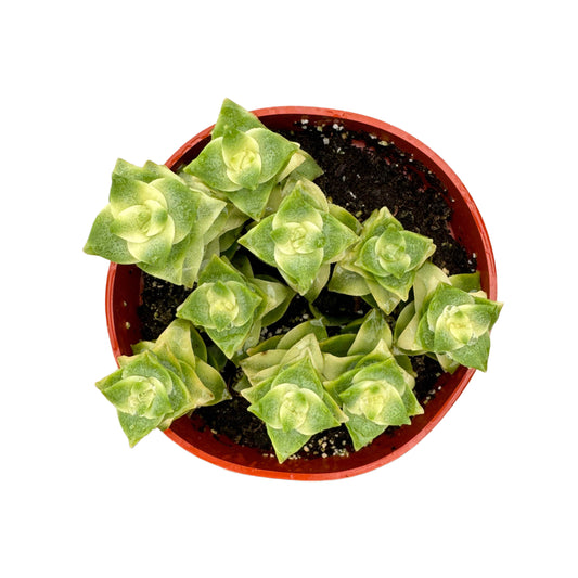 Crassula Perforata Variegata | String of Buttons Variegated