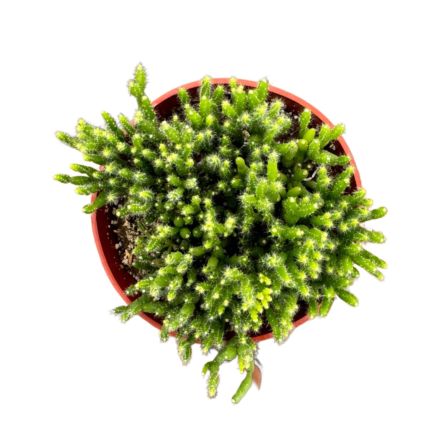 rhipsalis-caccifera-mistletoe-cactus.jpg