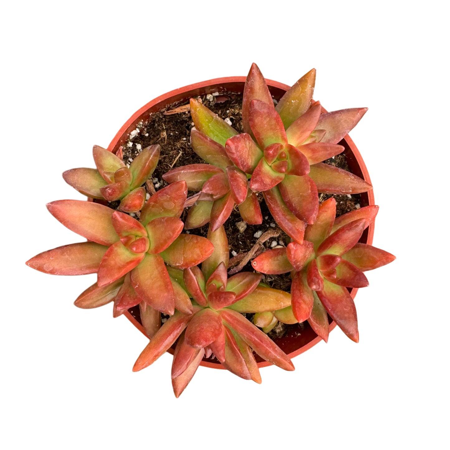 Sedum Adolphi 'Firestorm'