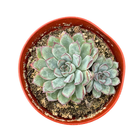 Echeveria Minima