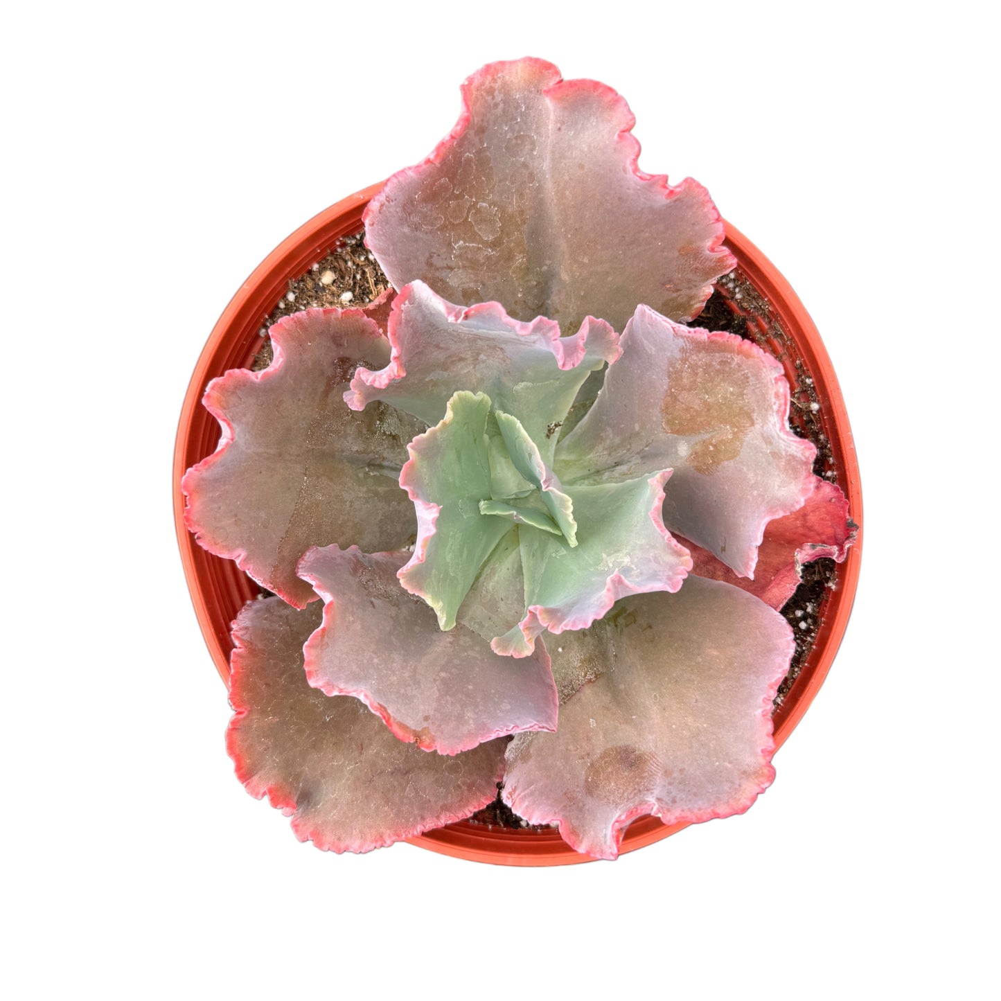 Echeveria Gibbiflora