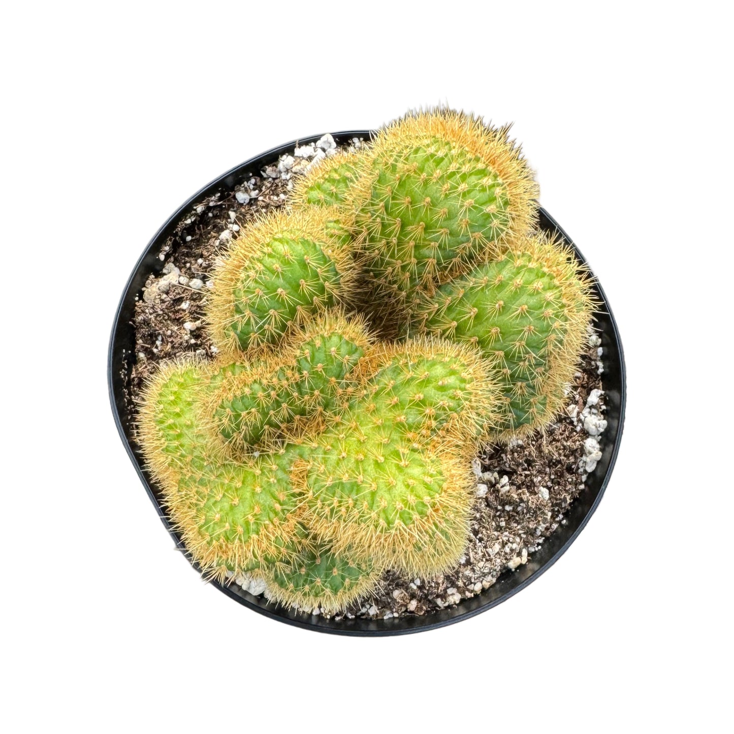 Assorted Crested Cactus