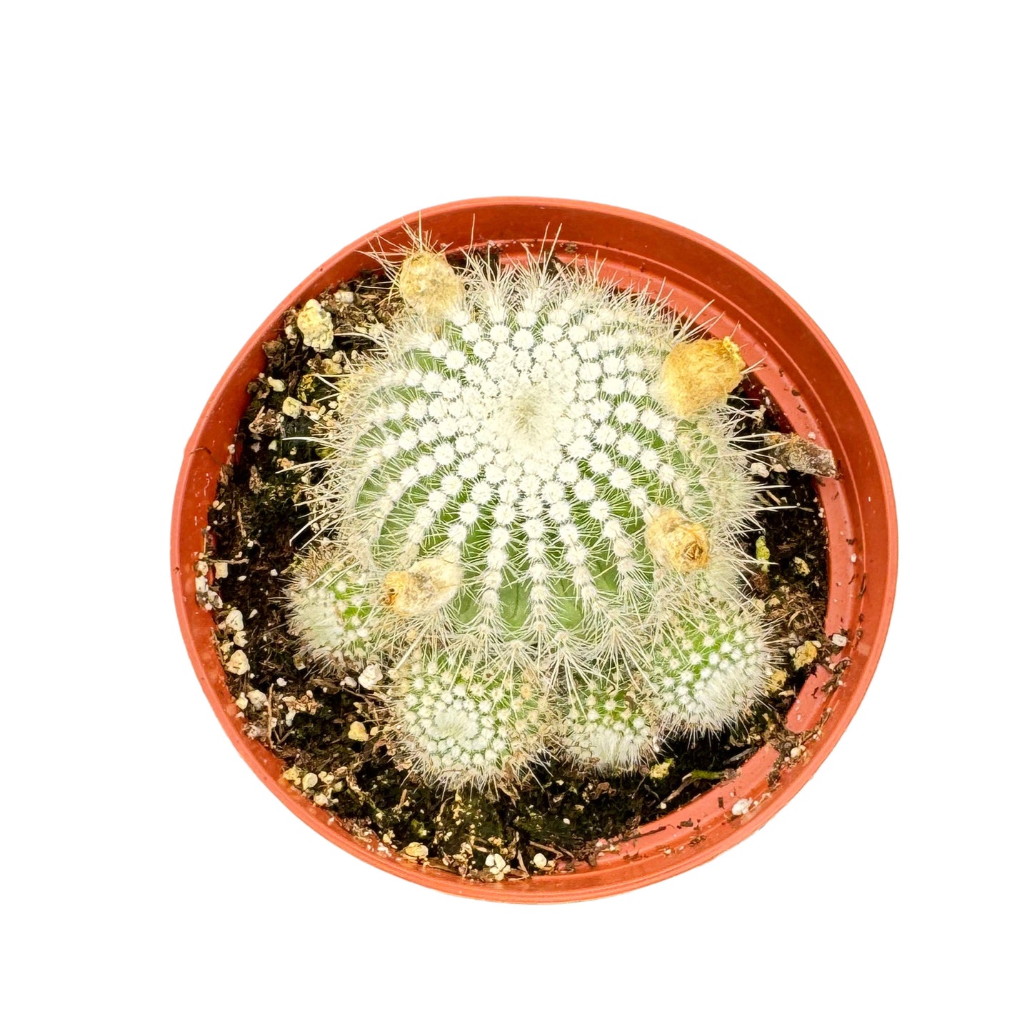 Parodia scopa | Silver Ball Cactus