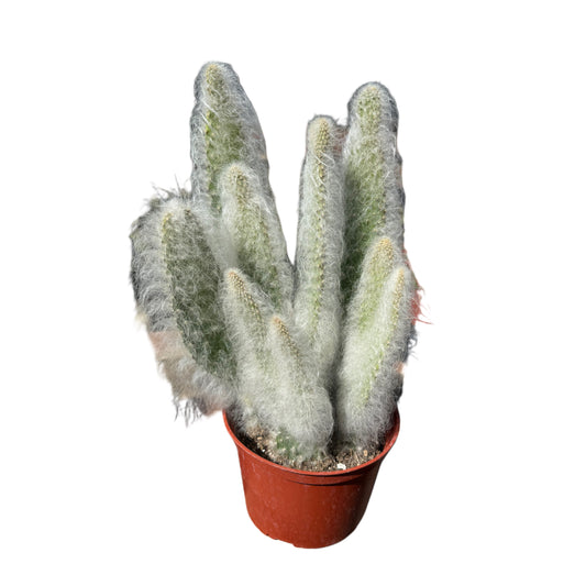 Opuntia erinacea 'Snow White'