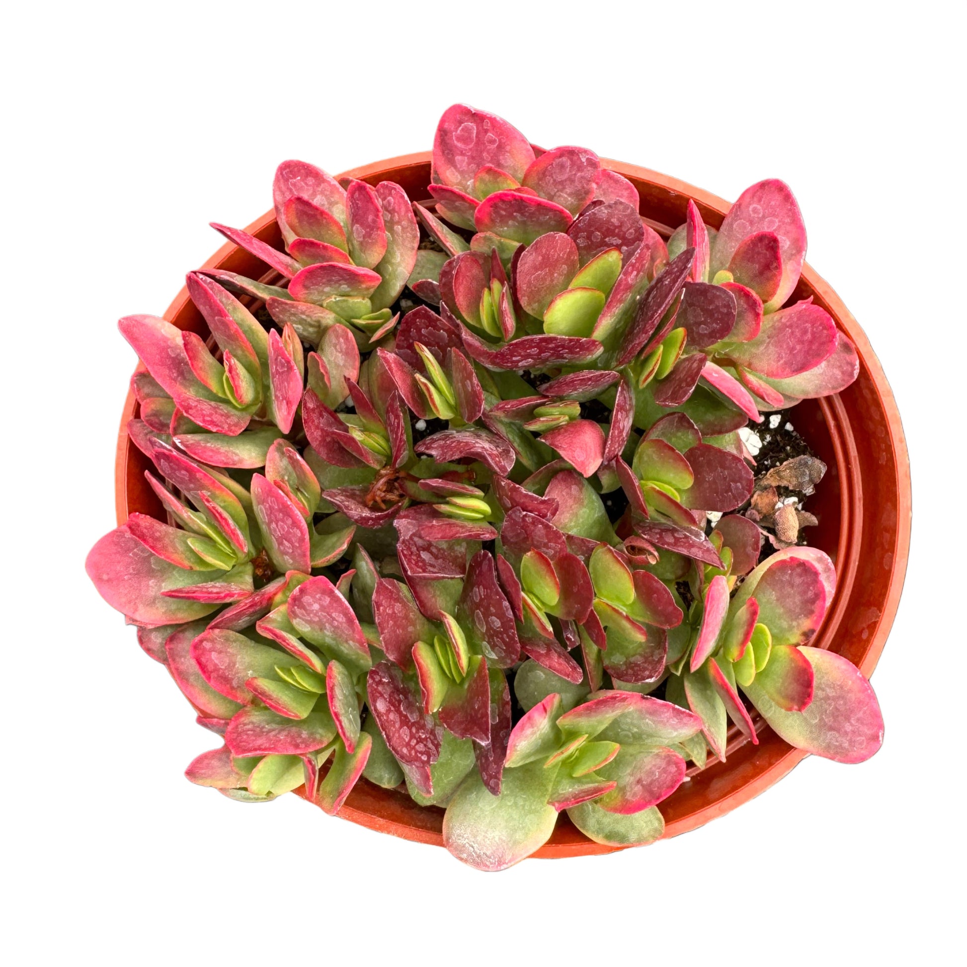 crassula platyphylla succulent Crassula platyphylla 'Burgundy' – Succulent Wholesale