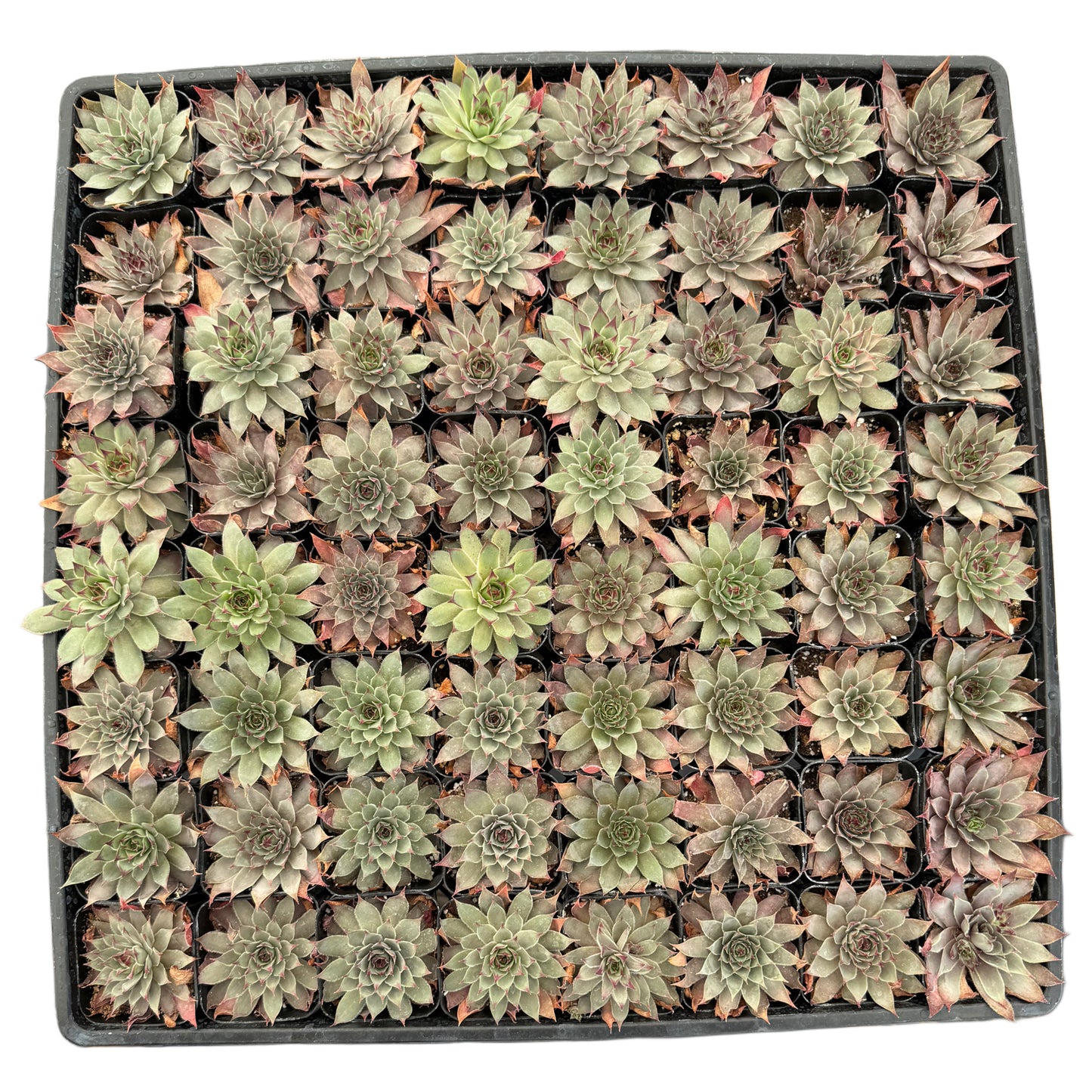 Sempervivum Calcareum | Hen's & Chicks