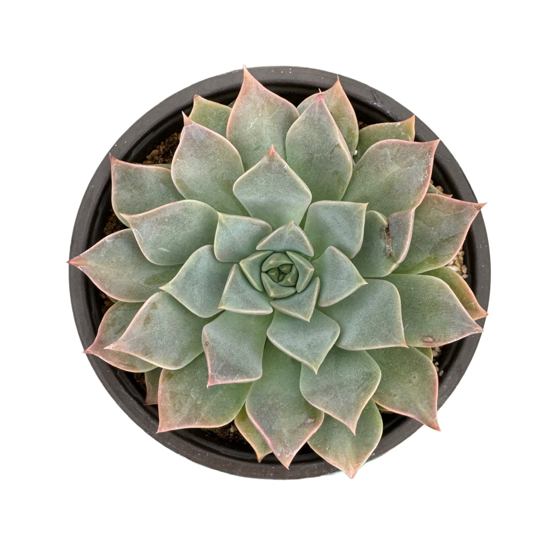 tasha succulent Taciveria 'Tasha' – Succulent Wholesale