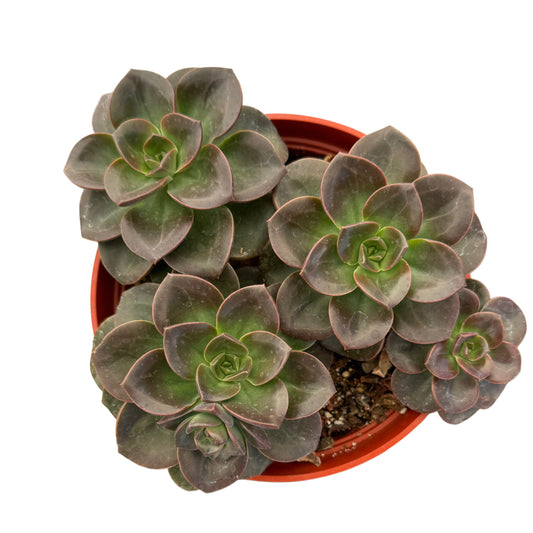 Echeveria Melaco