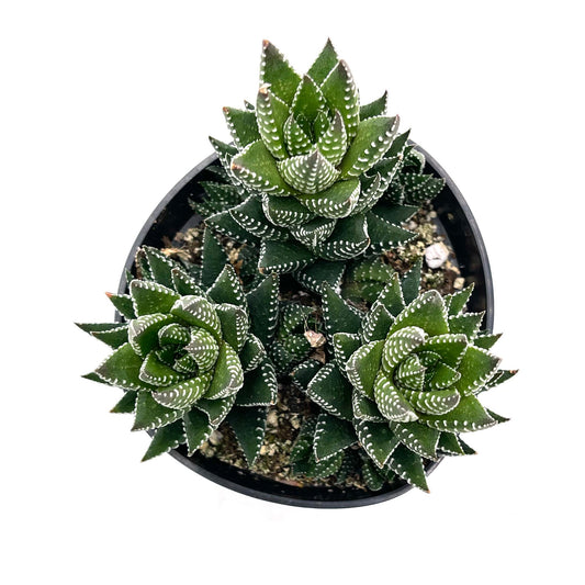 Haworthia coarctata