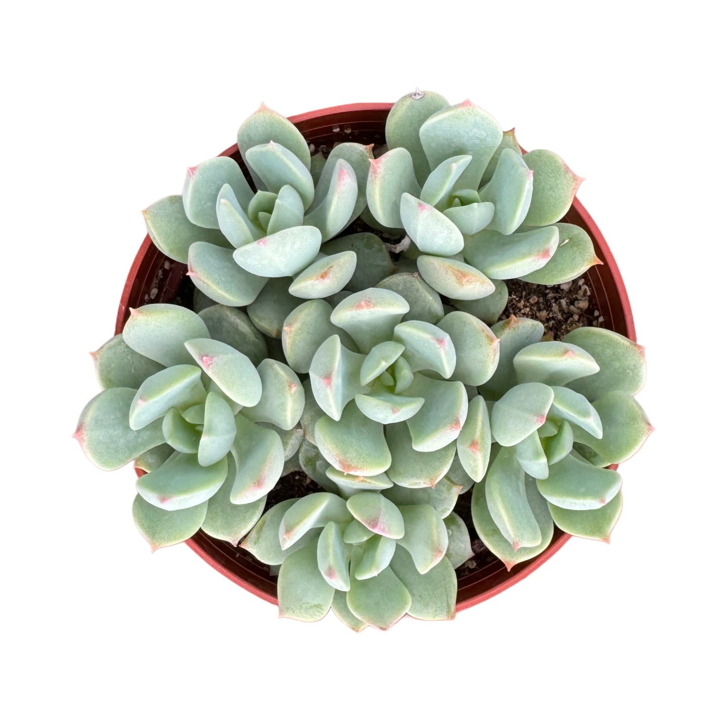 Echeveria Moonglow