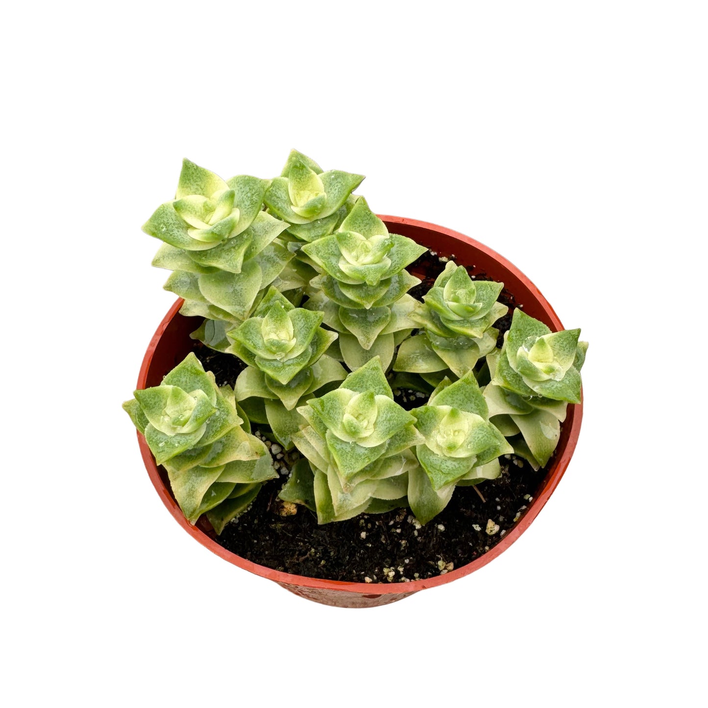 Crassula Perforata Variegata | String of Buttons Variegated