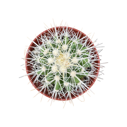 Echinocactus grusonii albispinus | Silver Barrel Cactus