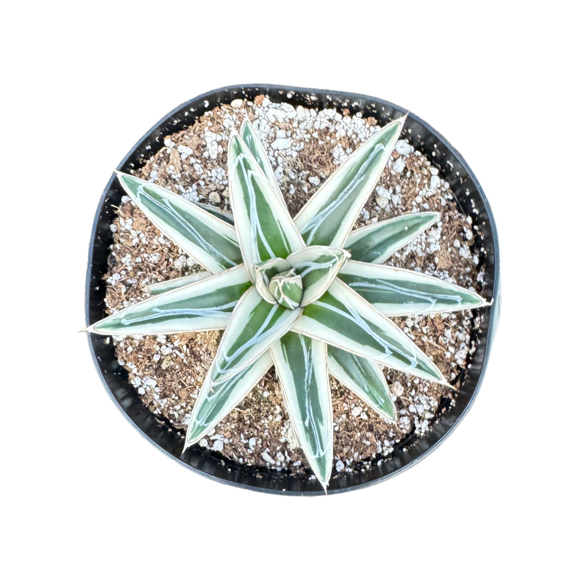 Agave victoriae-reginae 'White Rhino' – Succulent Wholesale