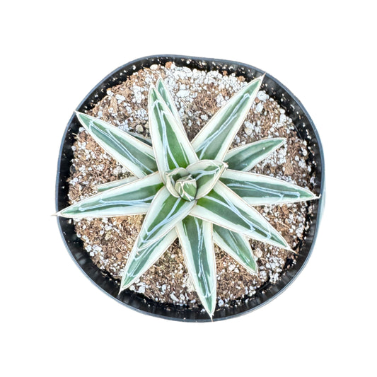 Agave victoriae-reginae ‘White Rhino’ | White Rhino Agave