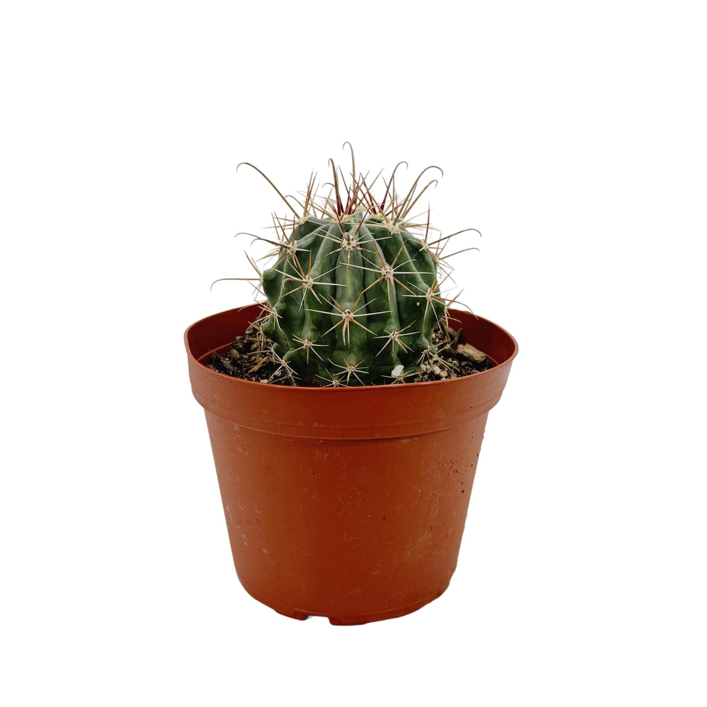 Ferocactus Gracilis | Fire Barrel Cactus