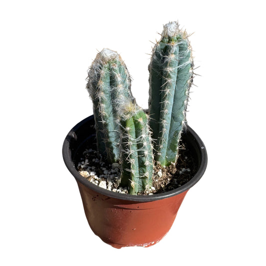 Pilosocereus Glaucescens | Wooly blue torch