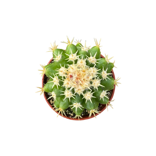 Echinocactus grusonii brevispina | Golden Barrel Cactus (Short Spine)