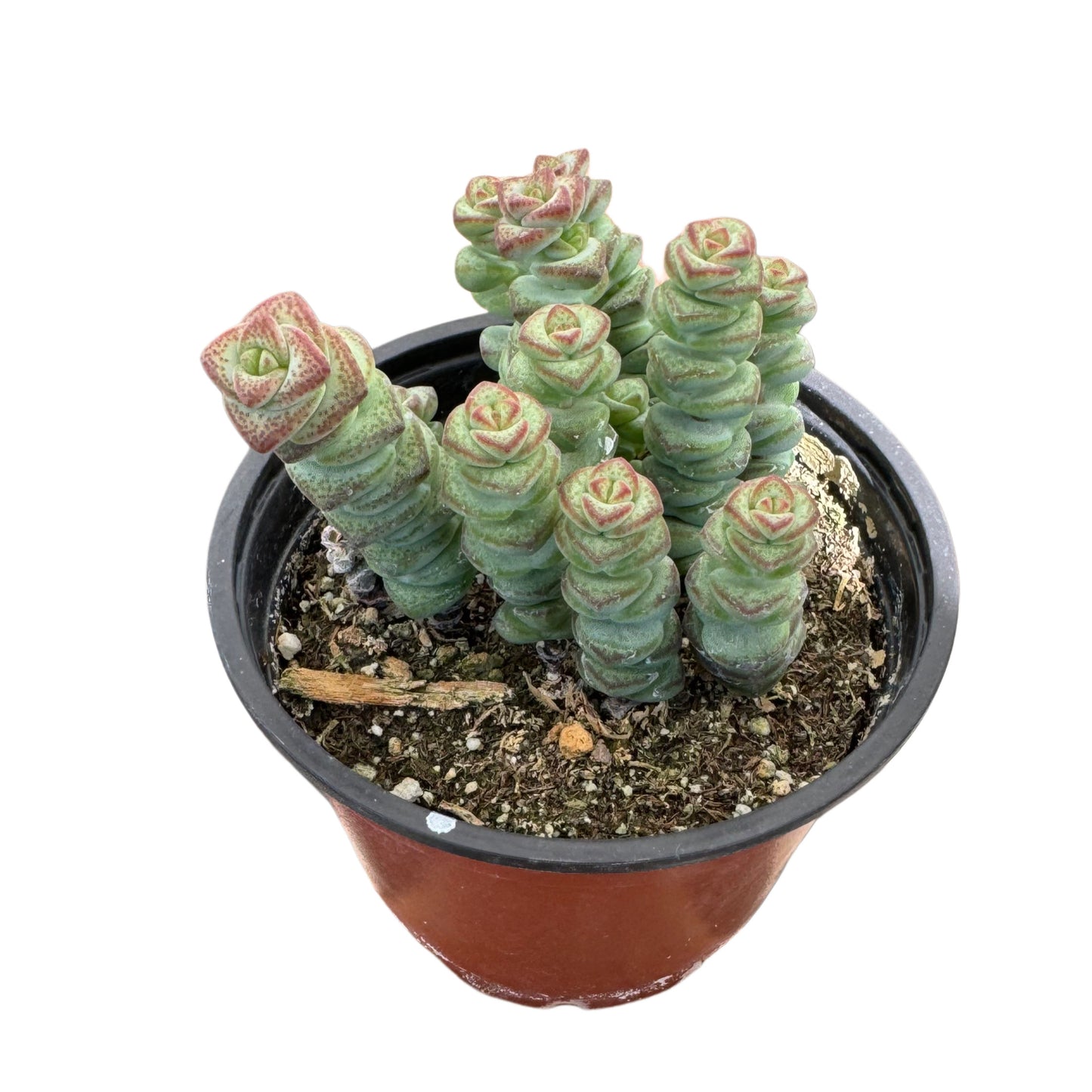 Crassula Baby's Necklace