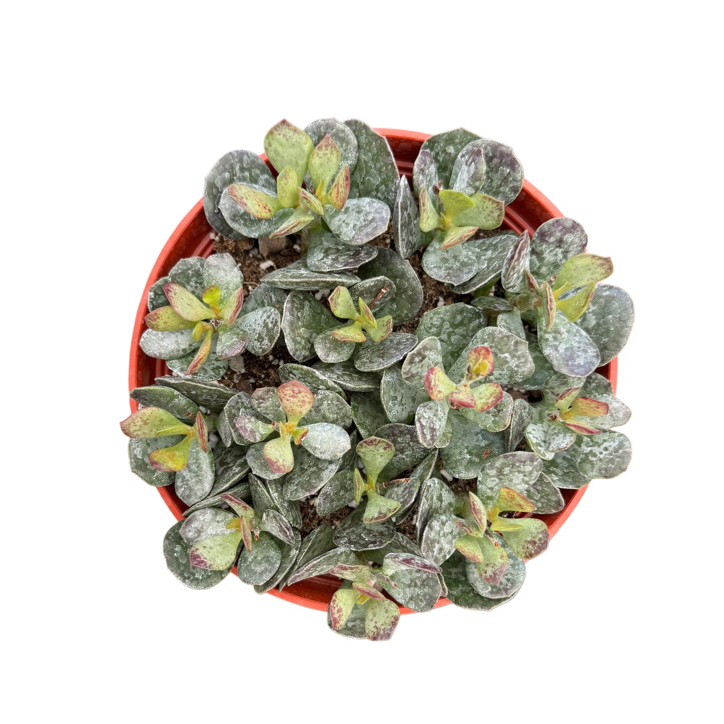 Adromischus trigynus | Calico Hearts