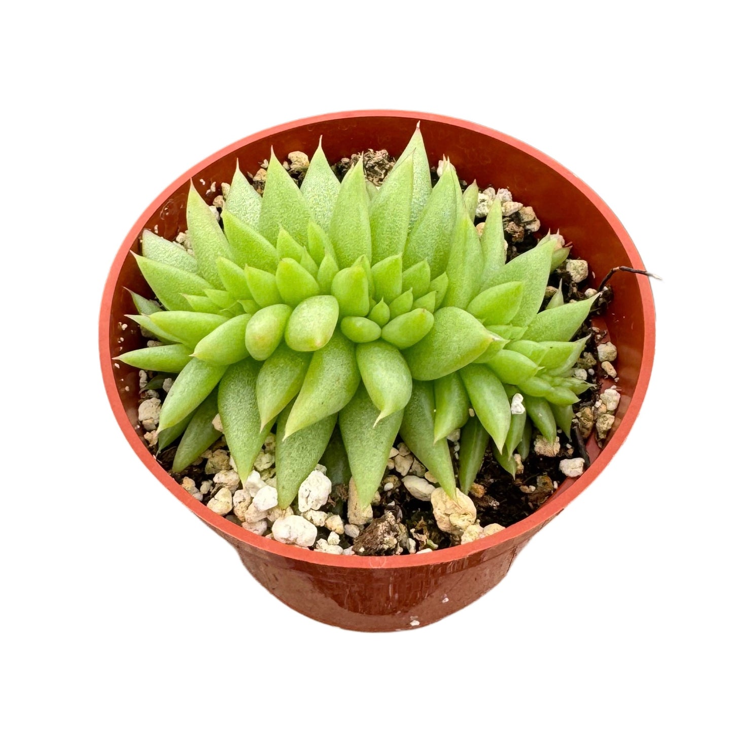 Echeveria Agavoides Cristata | Crested Wax Plant