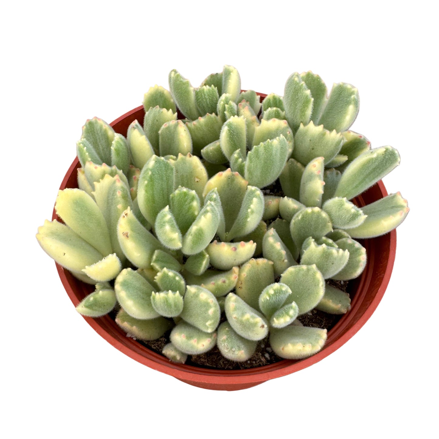 Cotyledon tomentosa variegata | Bear Paw Variegated